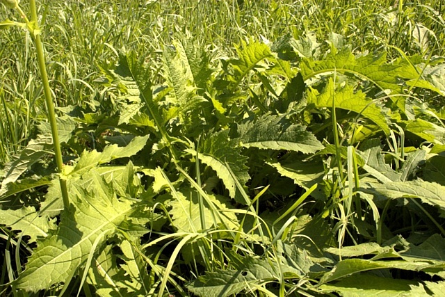 © Dr. Gnter Nll - Die Kohldistel (Cirsium oleraceum) war lange Zeit ein beliebtes Wildgemse, verkam aber mit dem Auftauchen "raffinierter" Nahrungsmittel zum Arme-Leute-Essen.